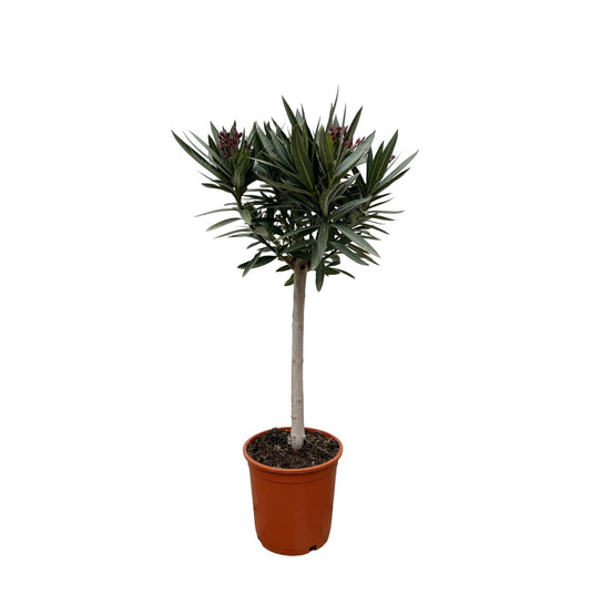 Nerium Oleander op Stamm mit rosa Blüte – 90 cm