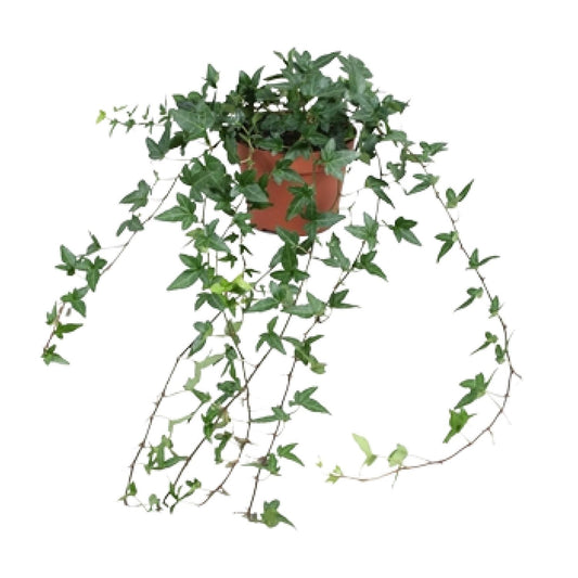 Hedera Helix Shamrock - Medium Long - Ø13cm - ↕cm