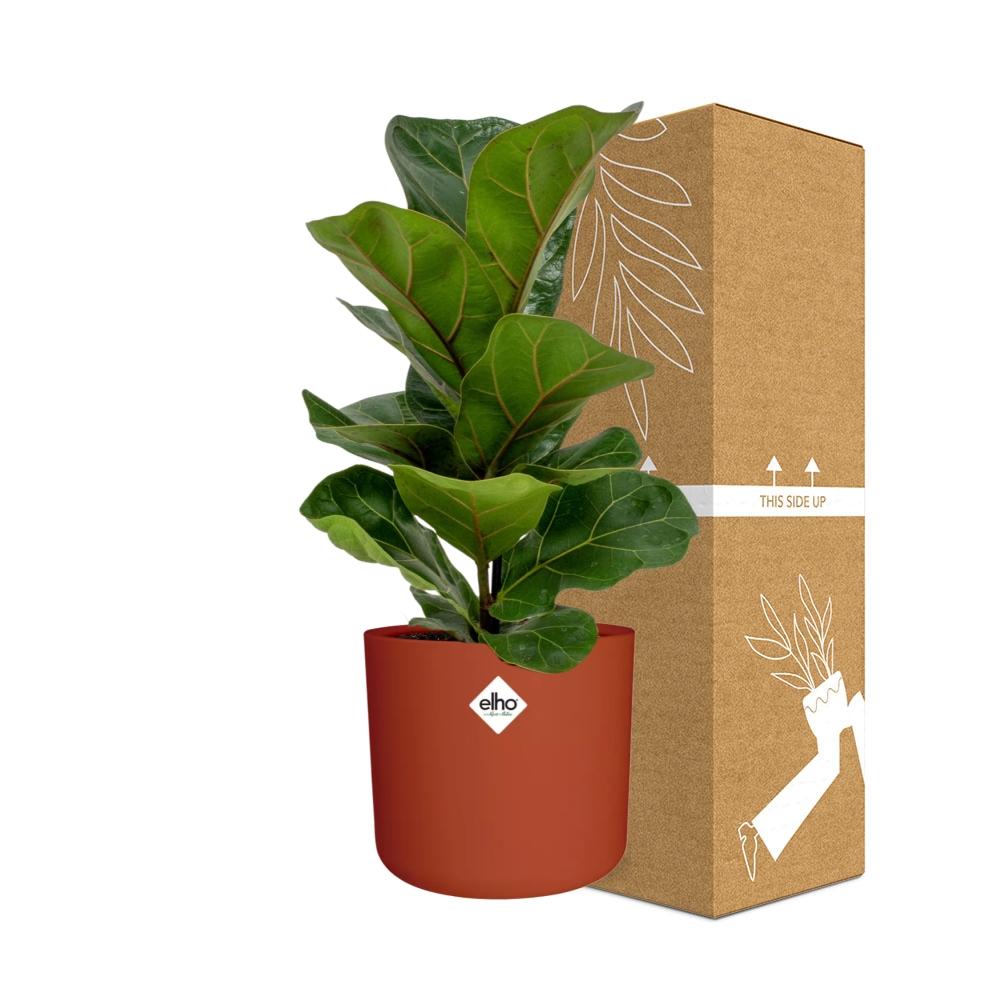 Ficus Lyrata ‘Bambino’ – Pflegeleichter Zimmerbaum im ELHO Topf