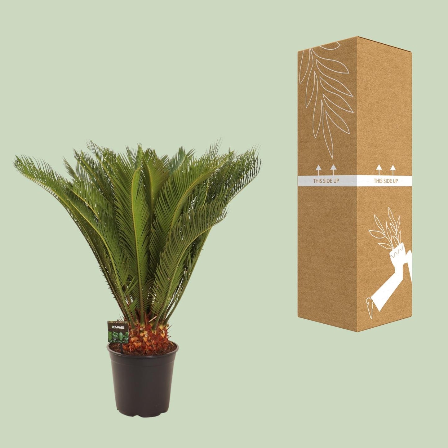 Cycas Revoluta - Pflegeleichte Farnpalme Ø24 cm, 90 cm hoch