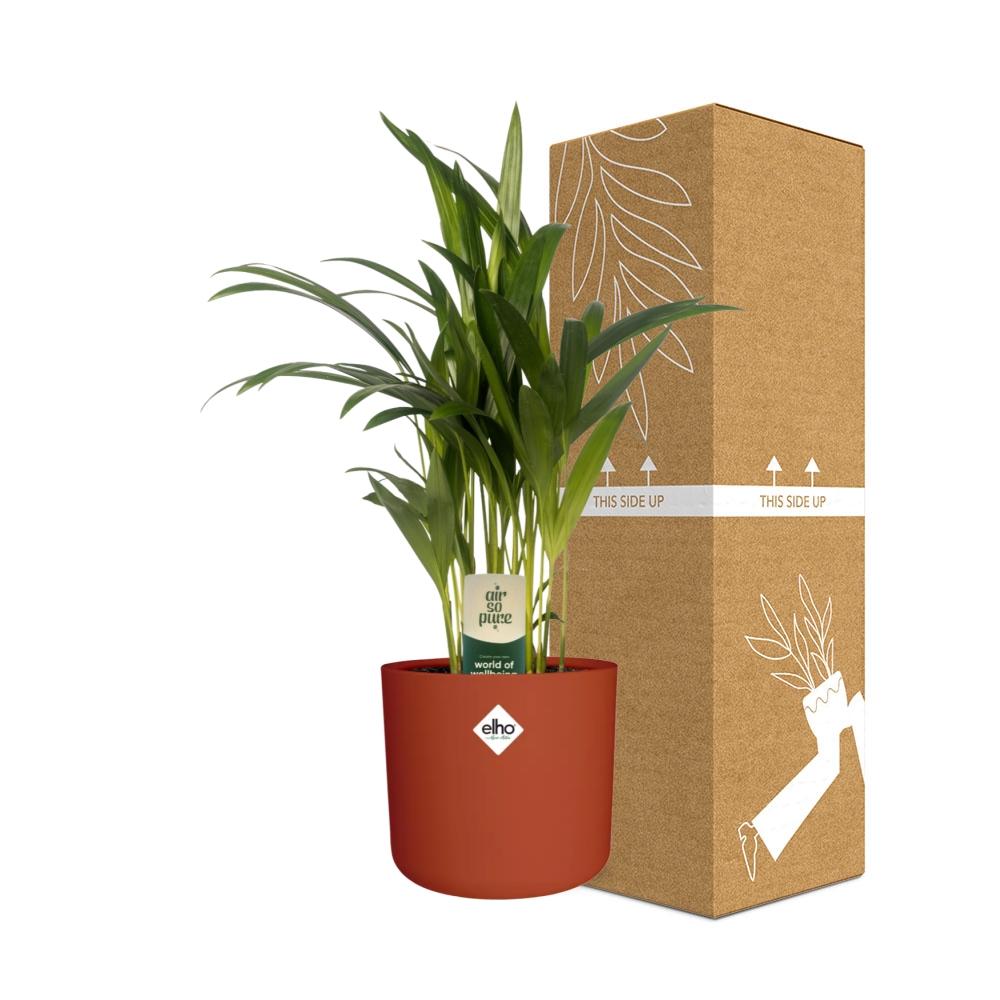 Dypsis Lutescens (Bambuspalme) in ELHO b.for soft 14cm brique