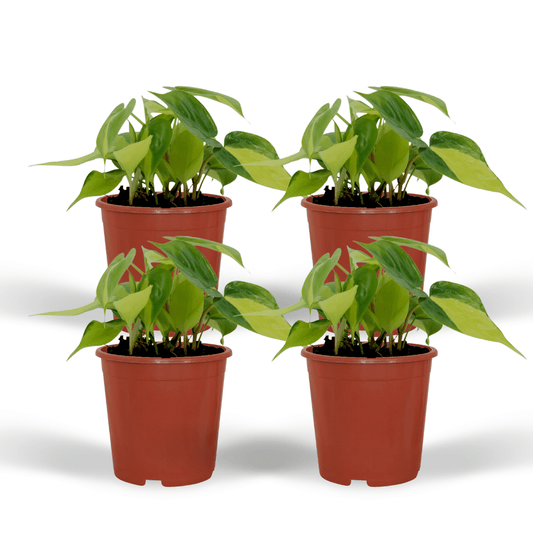 Philodendron Scandens Brasil - 4er Set Ø12cm Topf