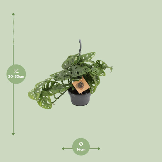 Monstera Monkey Leaf – Pflegeleichte Zimmerpflanze Ø14cm