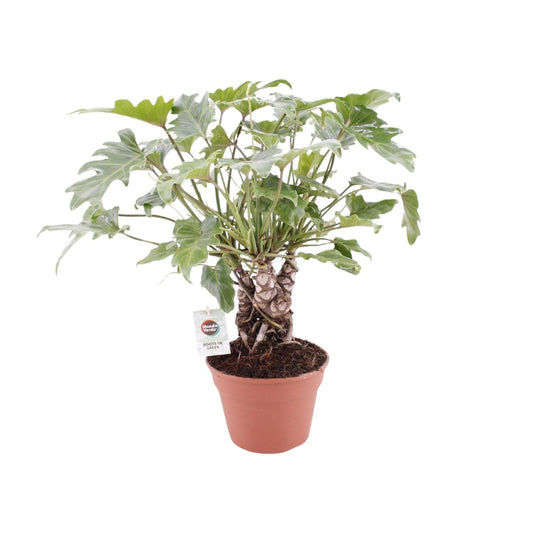 Philodendron Xanadu am Stamm – Ø17 cm Topf, ca. 40 cm hoch