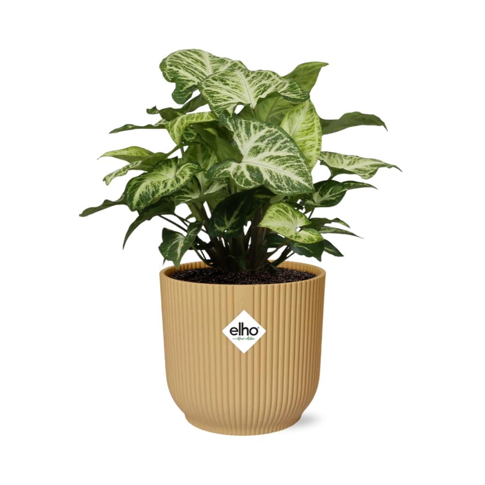 Syngonium Arrow im ELHO Vibes Fold Topf 14cm Gelb