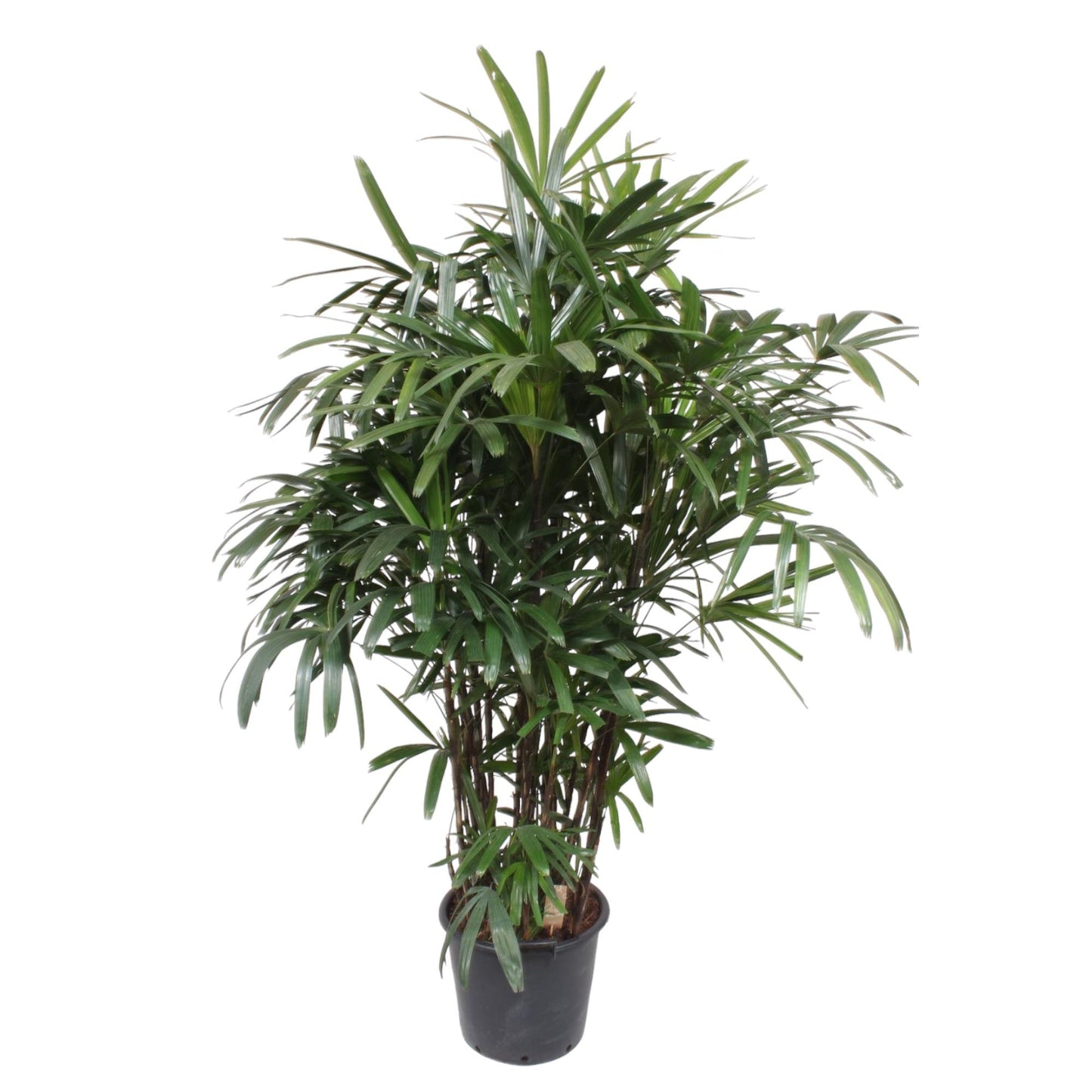 Rhapis Excelsa - Elegante Damenpalme 190 cm ø40