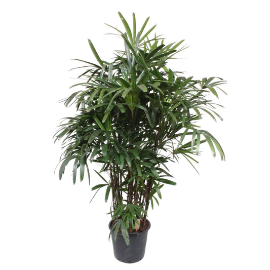 Rhapis Excelsa - Elegante Damenpalme 190 cm ø40