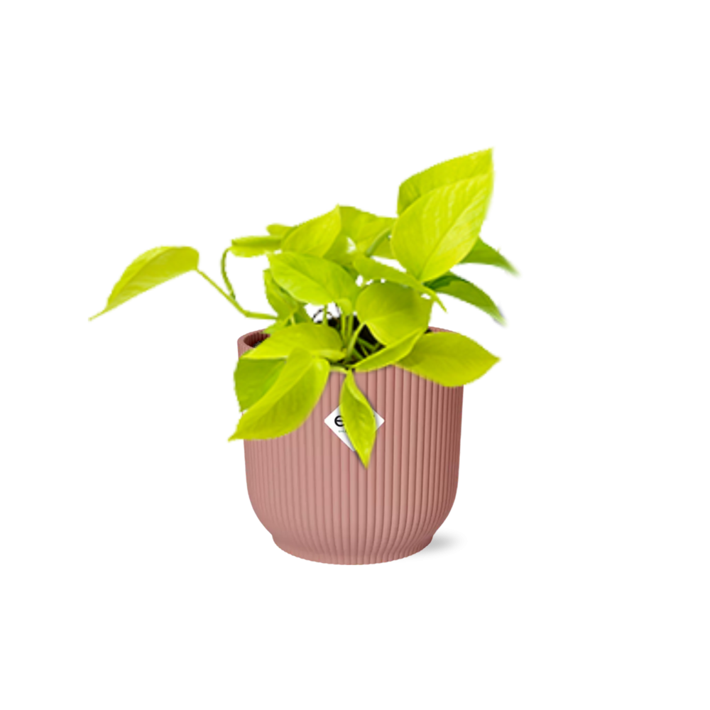 Epipremnum Pinnatum ‘Golden Pothos’ in ELHO Vibes Fold 14cm rosa