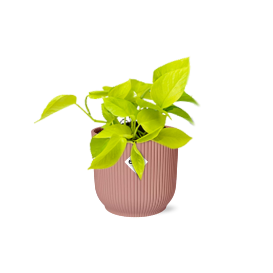 Epipremnum Pinnatum ‘Golden Pothos’ in ELHO Vibes Fold 14cm rosa