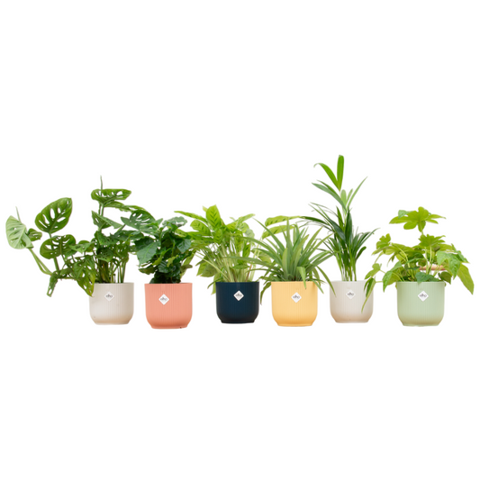 Überraschungsbox mit 6 pflegeleichten Zimmerpflanzen & elho Vibes Fold Round Ø14
