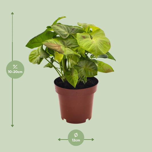 Syngonium Milk Confetti – Pflegeleichte Pfeilspitzenpflanze Ø12cm