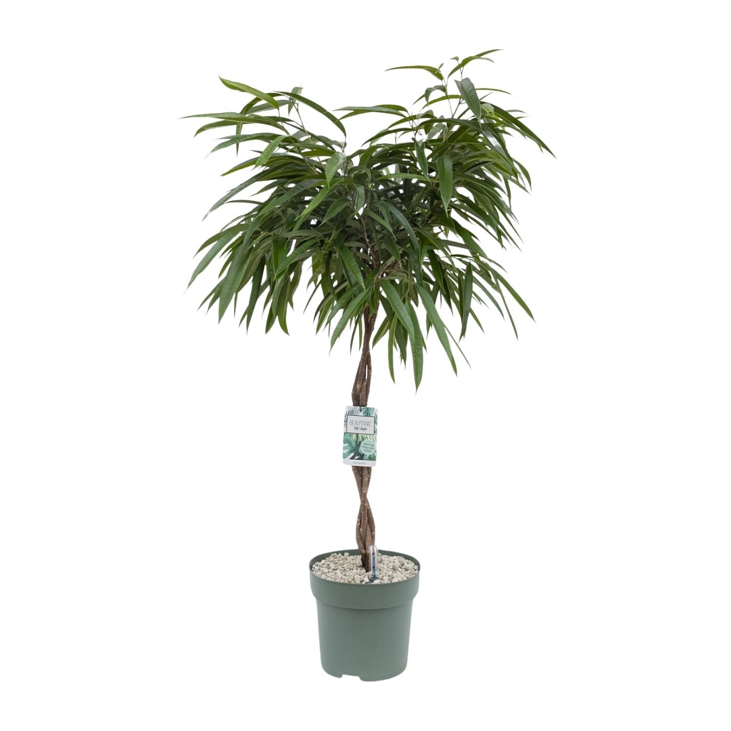 Ficus Mahori – Pflegeleichte Zimmerpflanze Ø27cm, 120cm hoch
