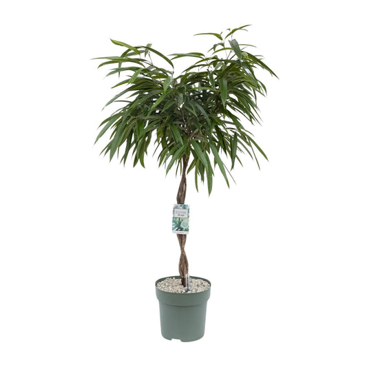 Ficus Mahori – Pflegeleichte Zimmerpflanze Ø27cm, 120cm hoch