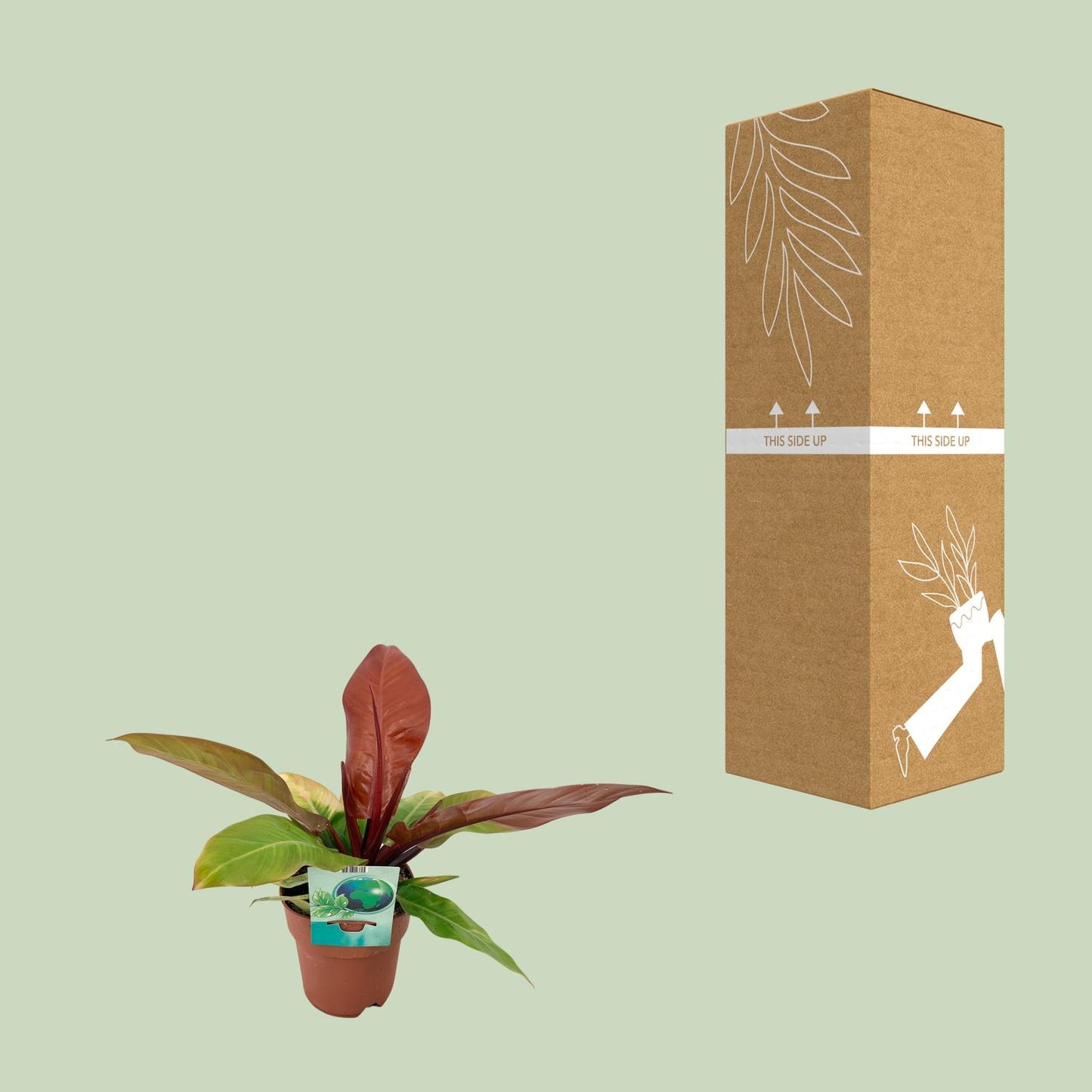 Philodendron Prince Of Orange – Pflegeleichte Zimmerpflanze Ø19cm