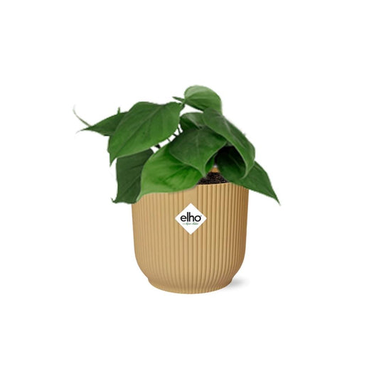 Philodendron Scandens im ELHO Vibes Fold Topf 14cm Gelb