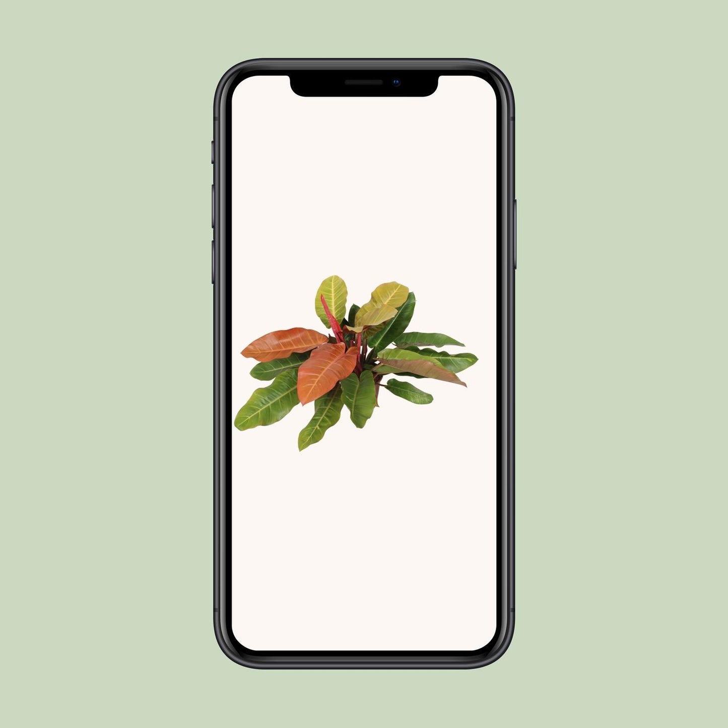 Philodendron Prince Of Orange – Lebendige Zimmerpflanze Ø27cm