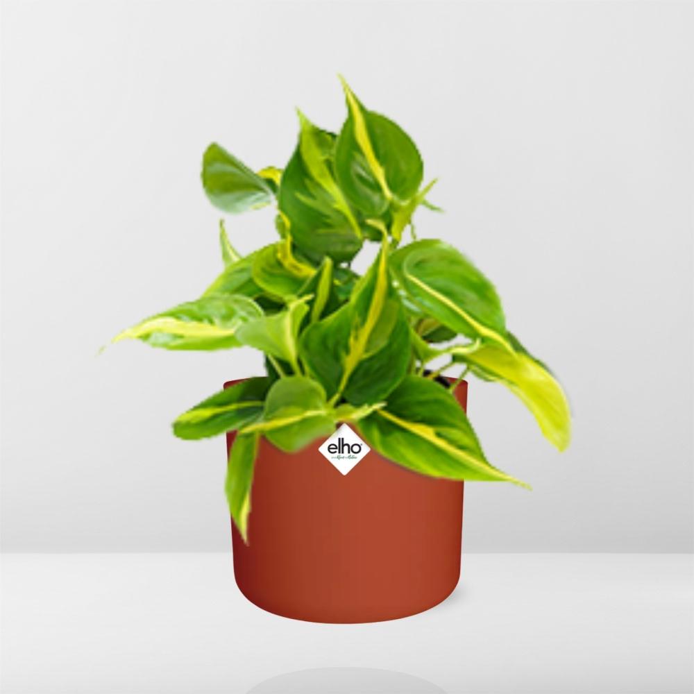 Philodendron Scandens ‘Brasil’ im ELHO b.for soft rond 14cm brique