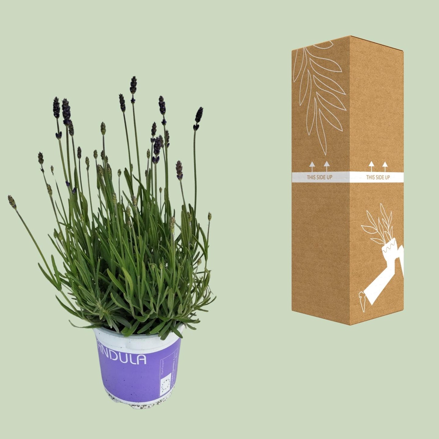 Lavendel Lavandula Hidcote Blue - Ø12cm Topf, 20cm Höhe