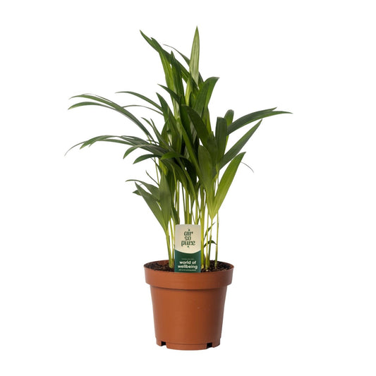 Dypsis lutescens - Areca Palme Ø12cm, 40cm hoch