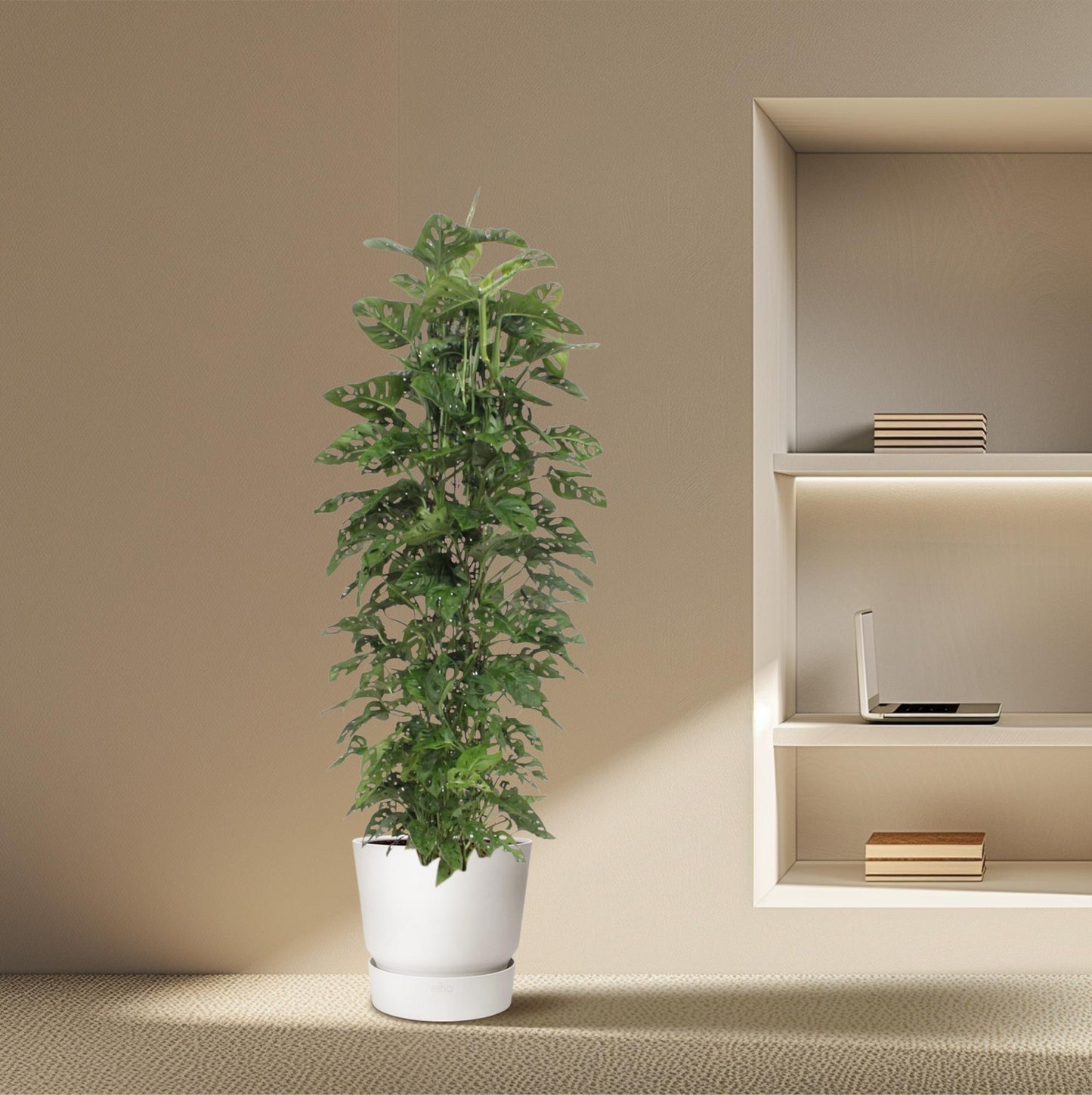 Monstera Monkey Leaf – Stylische & pflegeleichte Zimmerpflanze