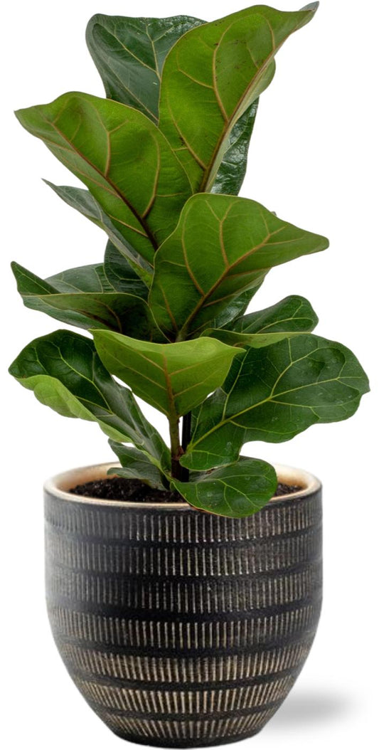 Ficus Lyrata Geigenfeige im schwarzen Beau Pot Ø14cm