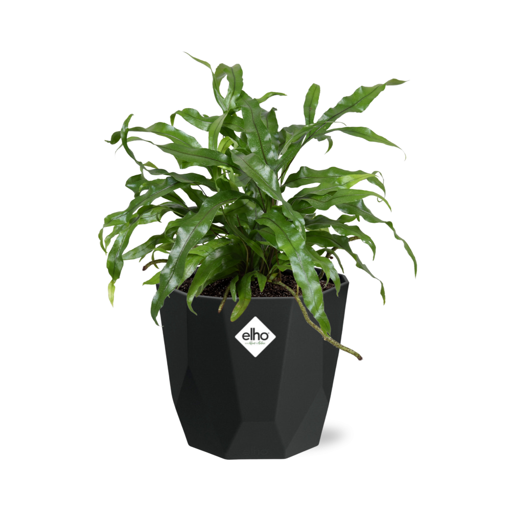 Microsorum Diversifolium – Kängurufarn in 14cm Topf