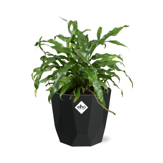 Microsorum Diversifolium – Kängurufarn in 14cm Topf