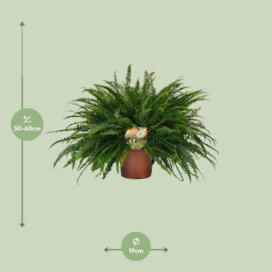 Nephrolepis Green Lady – Pflegeleichter Bostonfarn Ø19cm