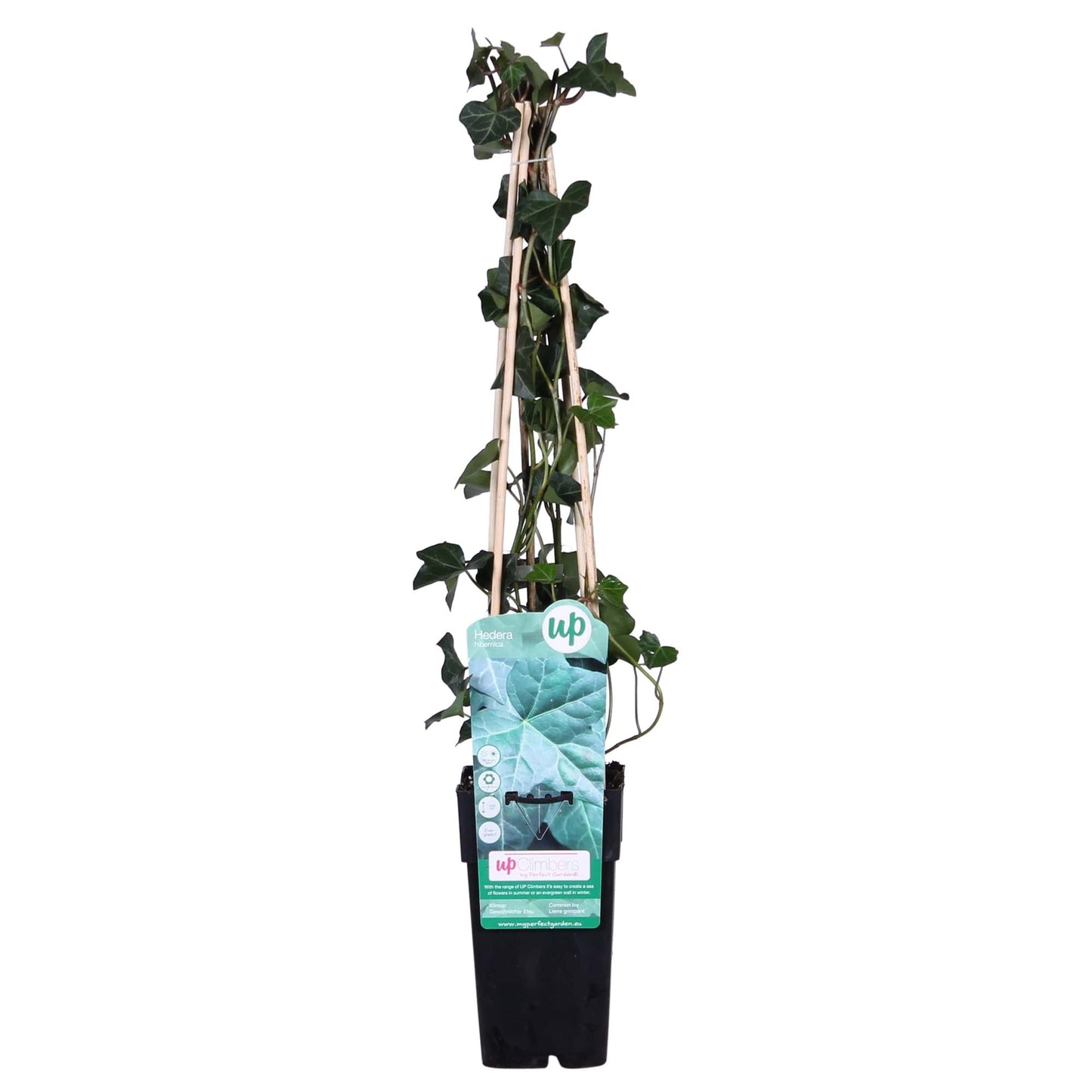 Hedera hibernica – Pflegeleichter, immergrüner Efeu Ø15cm