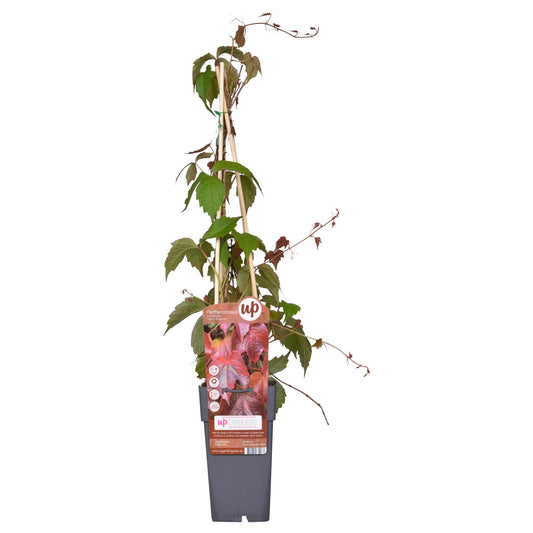 Parthenocissus tricuspidata 'Veitch Boskoop' – Selbstkletternde Rankpflanze Ø15cm