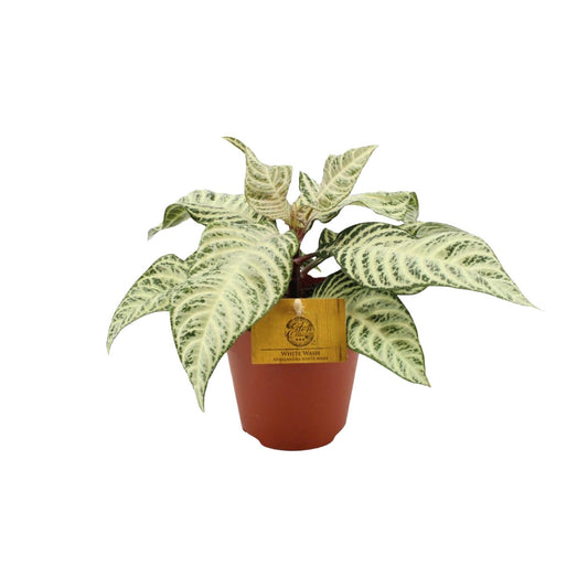 Aphelandra White Wash – Pflegeleichte Zebra Pflanze Ø25cm