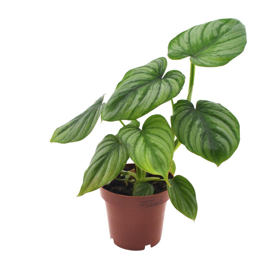 Philodendron Mamei – Pflegeleichte Zimmerpflanze Ø12cm
