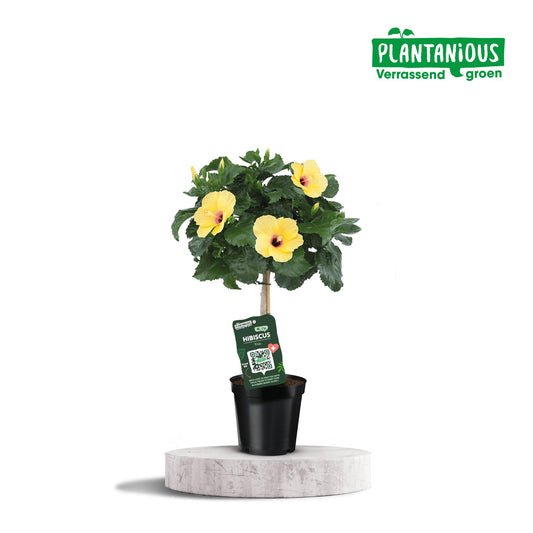 Hibiscus Rosa-sinensis Geel - Ø19cm - ↕75cm