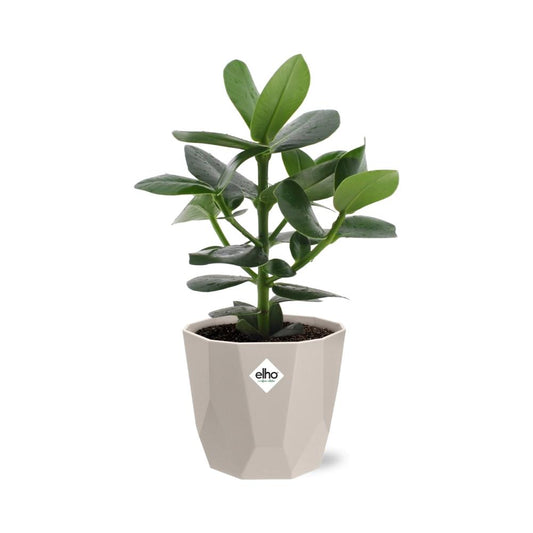 Clusia Princess – Autographenbaum in ELHO b.for rock 14 cm warm grey