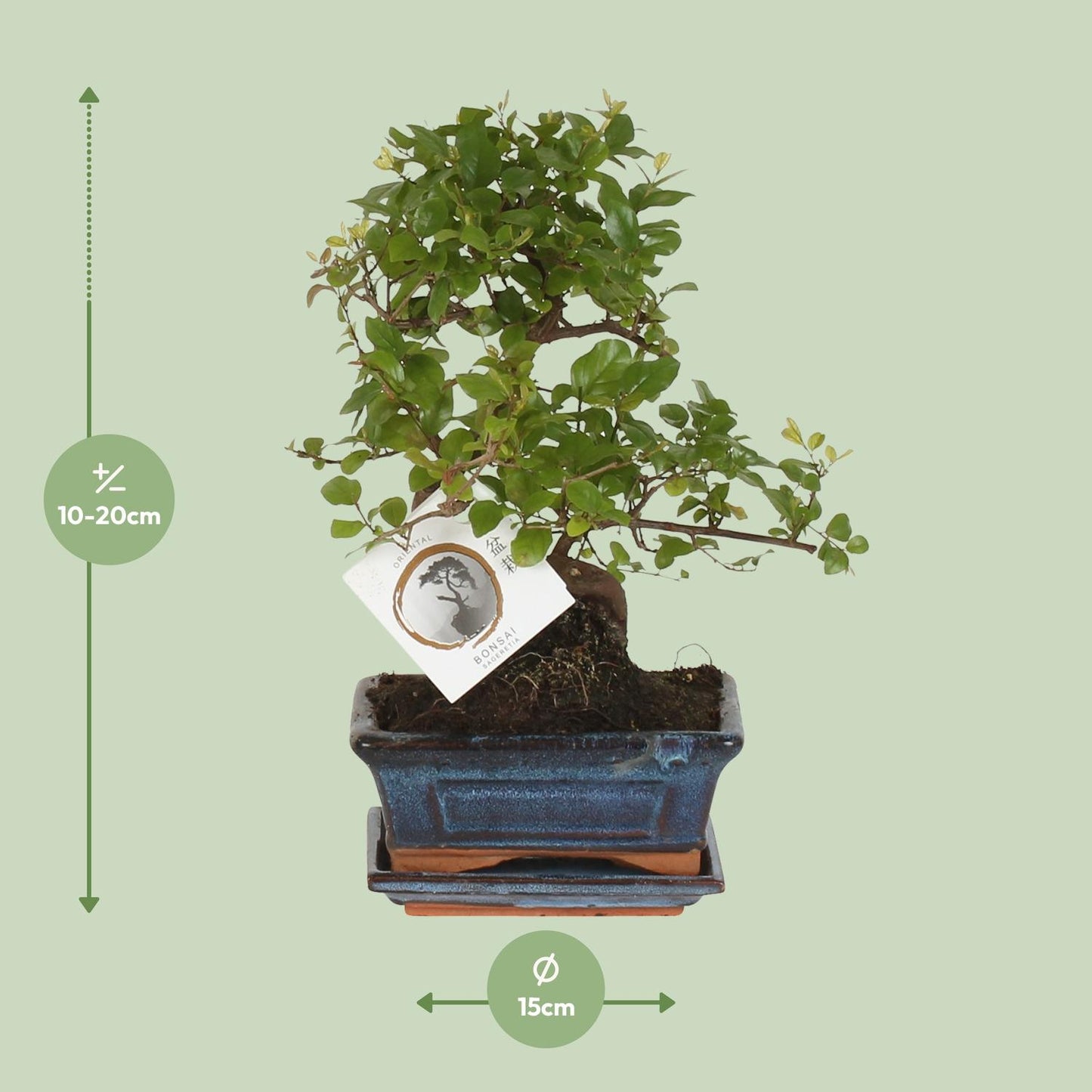 Bonsai 'Sageretia' S-Form Ø15cm – Pflegeleicht & Stilvoll