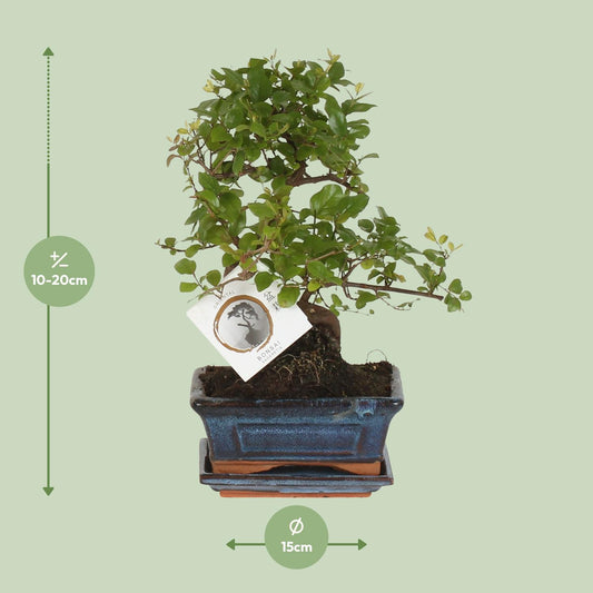 Bonsai 'Sageretia' S-Form Ø15cm – Pflegeleicht & Stilvoll