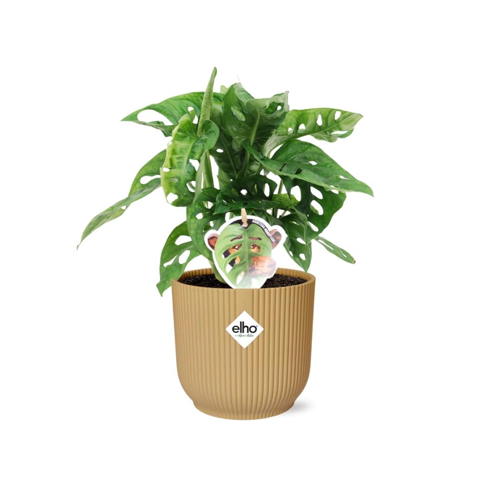 Monstera ‘Monkey Leaf’ im ELHO Vibes Fold Topf 14cm Gelb