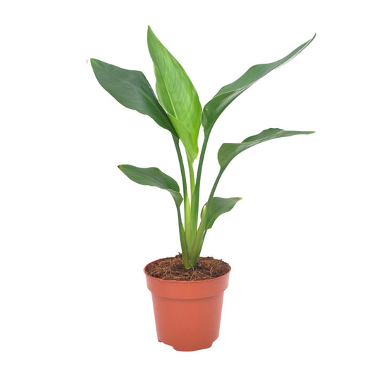 Strelitzia Reginae – Exotische Bird of Paradise Pflanze Ø12cm