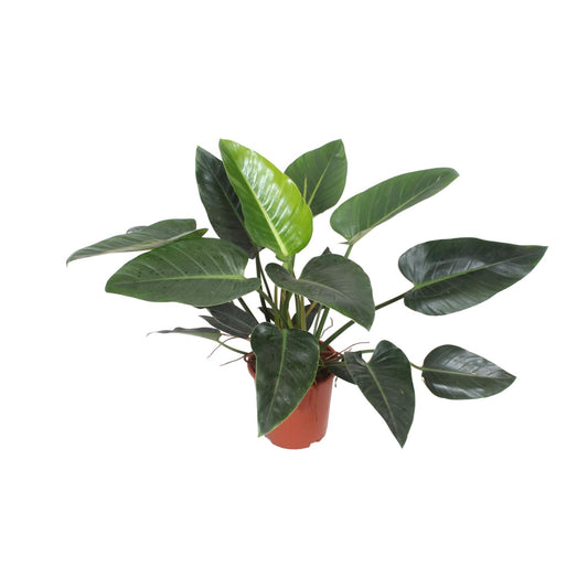 Philodendron Congo Green – Stilvolle & Pflegeleichte Zimmerpflanze Ø27cm