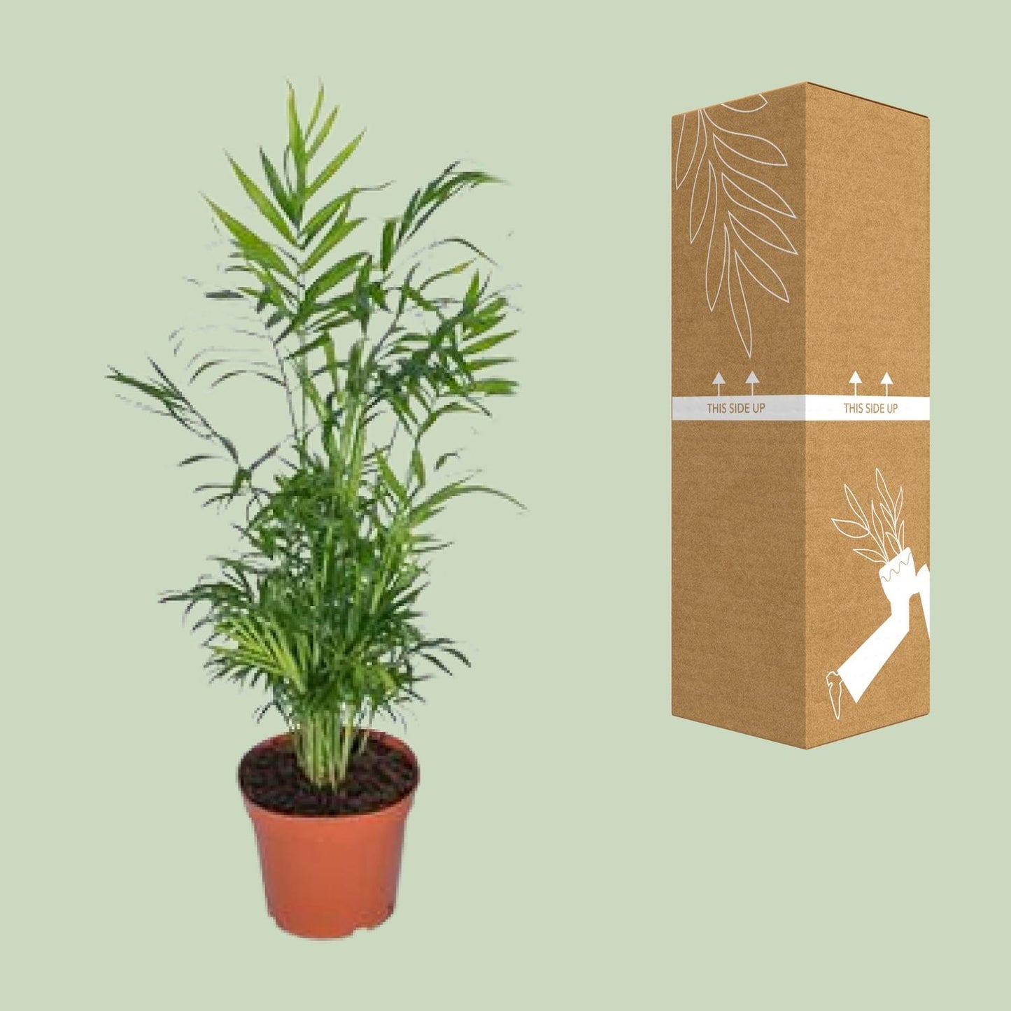 Chamaedorea Elegans – Mexikanische Bergpalme Ø17cm, 55cm hoch