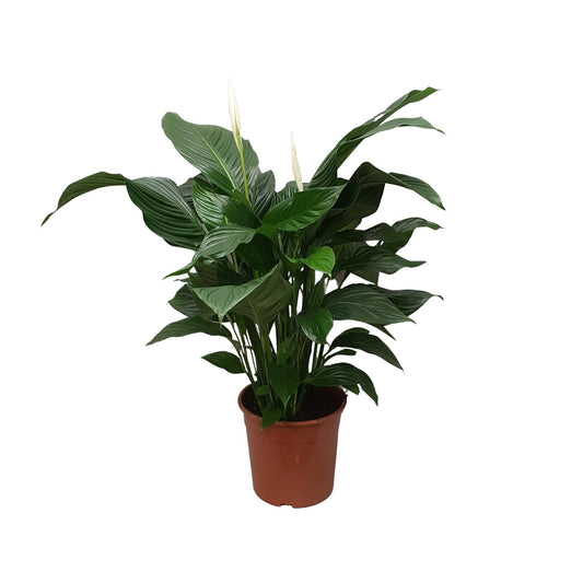 Friedenslilie Spathiphyllum Sweet Silvana Ø24cm, ca. 80cm