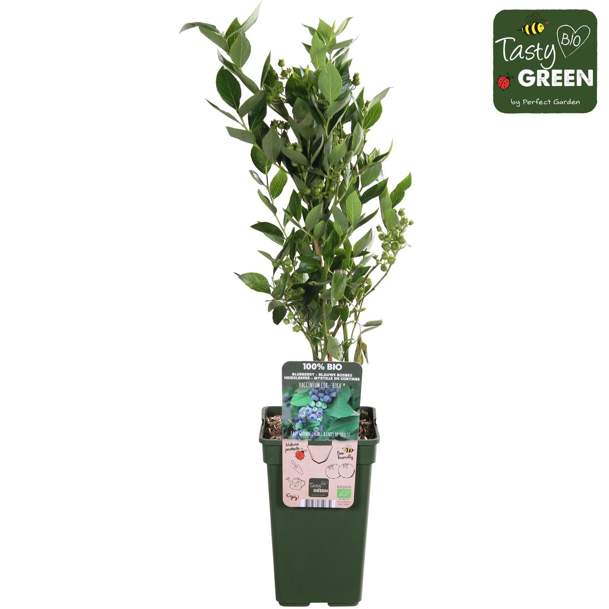 Vaccinium corymbosum 'Reka' - Bio-Blaubeere Ø13cm, 45cm hoch