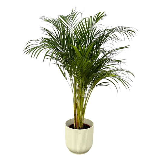 Areca Palme – 130 cm – inkl. elho Vibes Fold Round Topf