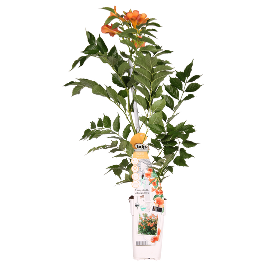 Campsis Indian Summer – Trompetenblume Orange Ø15cm