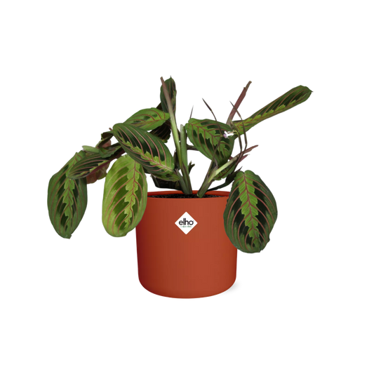Maranta Leuconeura ‘Fascinator’ Tricolor in ELHO b.for soft rond 14cm brique