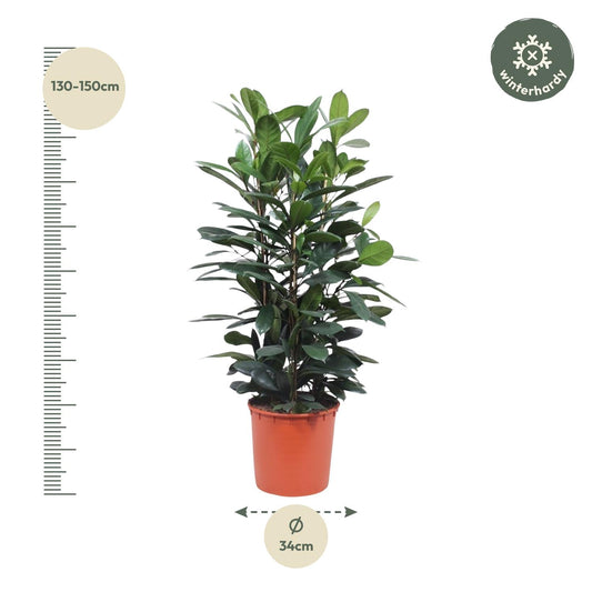 Ficus Cyathistipula – Exotischer Afrikanischer Feigenbaum 140 cm