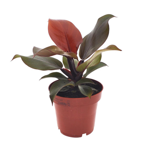 Philodendron Imperial Red - Ø12cm Topf, 25cm Höhe