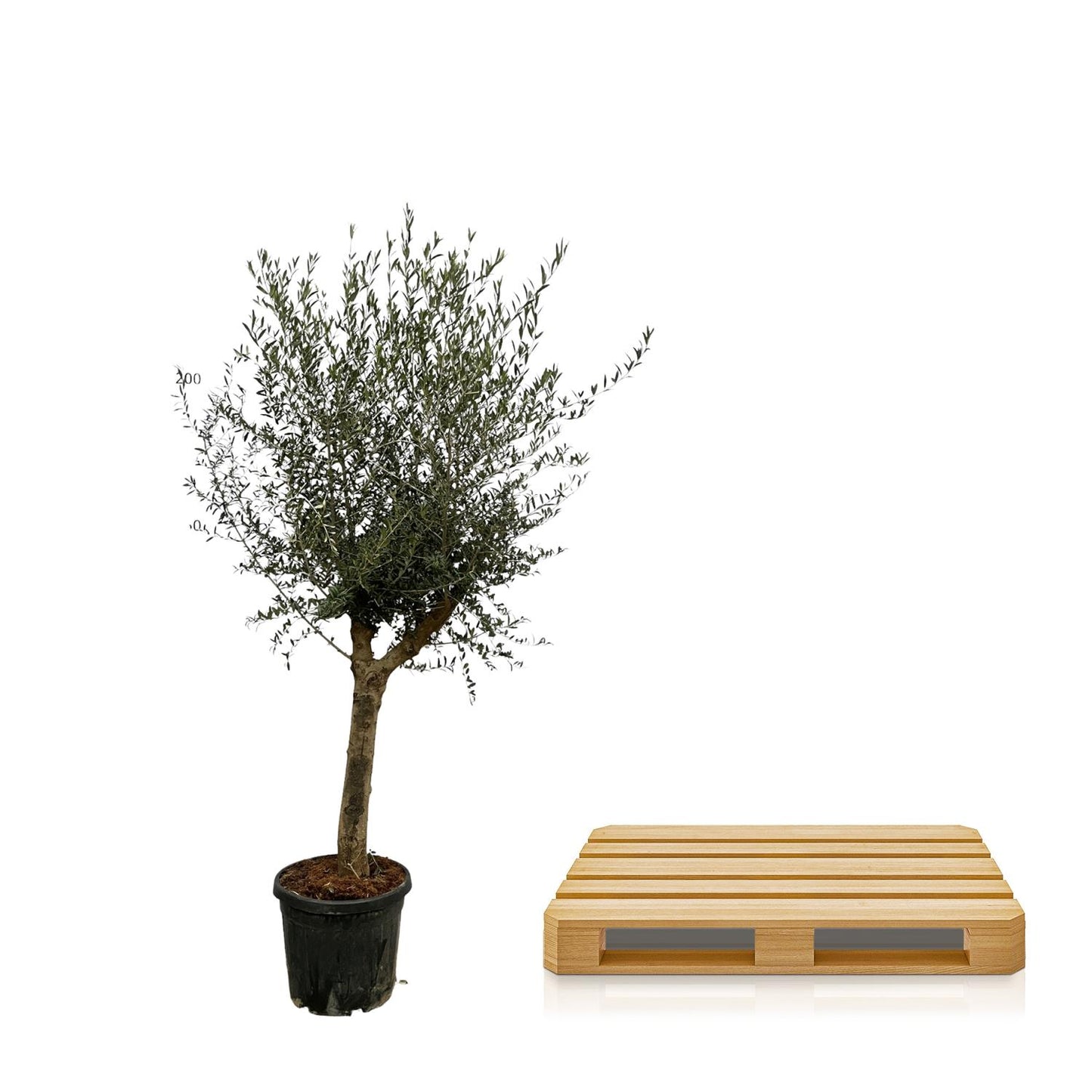 Olea Lorc Olivenbaum – 200 cm, Ø 45 cm – elegant & pflegeleicht