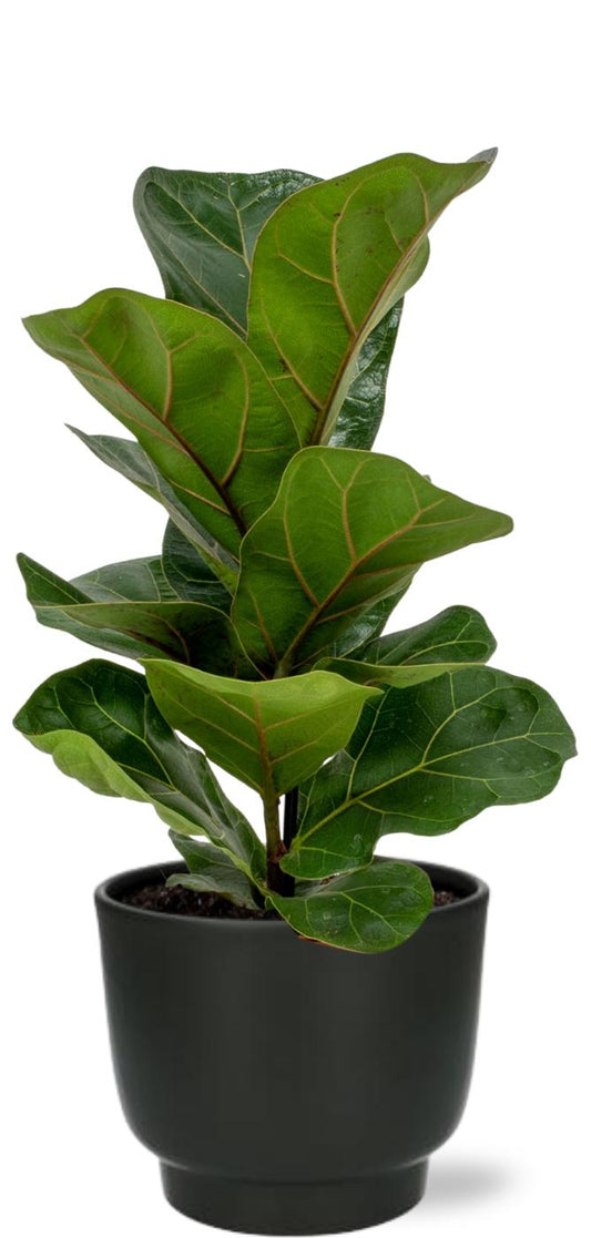 Ficus Lyrata Geigenfeige Ø30cm im schwarzen Potenza Topf