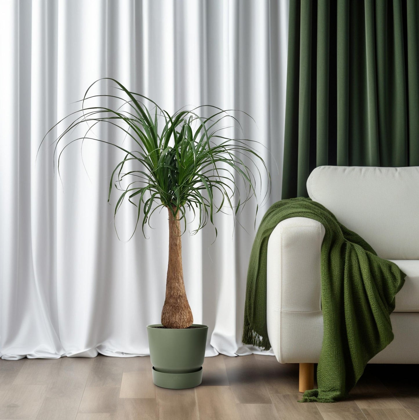 Beaucarnea „Maya Palm“ – Elefantenfuß-Palme Ø27cm, 110cm hoch